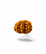 10 Mukhi Rudraksh - Image 4