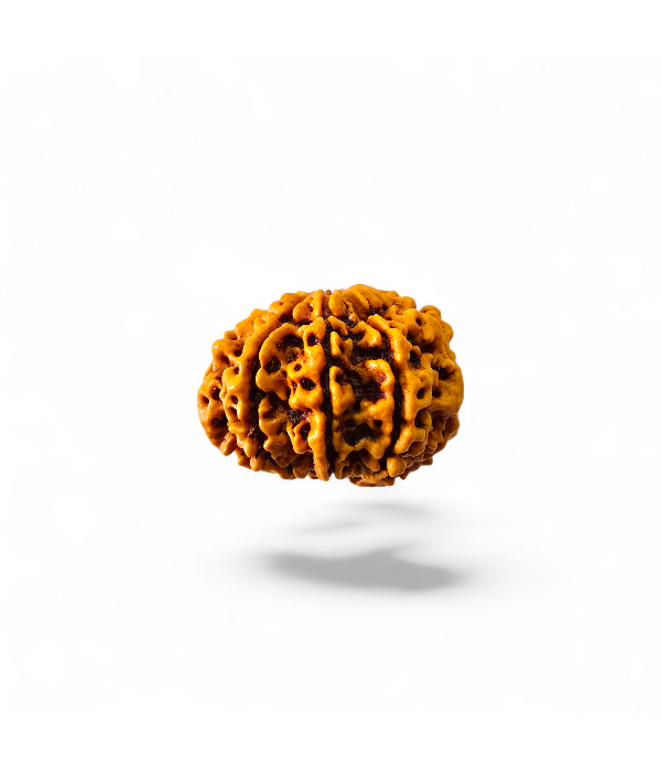 10 Mukhi Rudraksh-Ver-3 10 Mukhi Rudraksh - Image 4