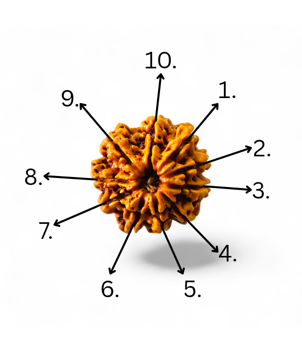 10 Mukhi Rudraksh-Ver-4 10 Mukhi Rudraksh - Image 5