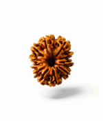 11 Mukhi Rudraksh - Image 2