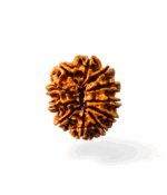 11 Mukhi Rudraksh - Image 3