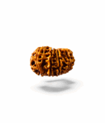 11 Mukhi Rudraksh - Image 4
