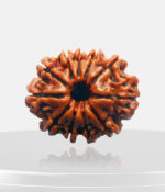 11 Mukhi Rudraksh