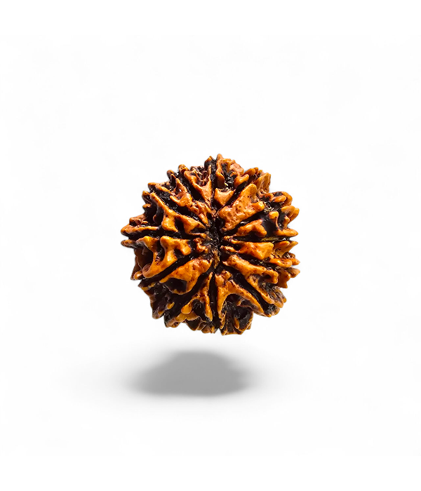 12 Mukhi Rudraksh-Ver-2 12 Mukhi Rudraksh - Image 3