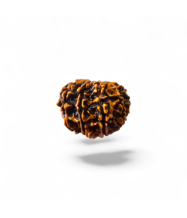 12 Mukhi Rudraksh-Ver-3 12 Mukhi Rudraksh - Image 4