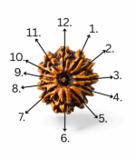 12 Mukhi Rudraksh - Image 5
