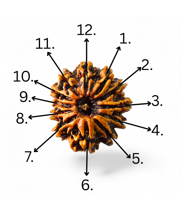 12 Mukhi Rudraksh-Ver-4 12 Mukhi Rudraksh - Image 5