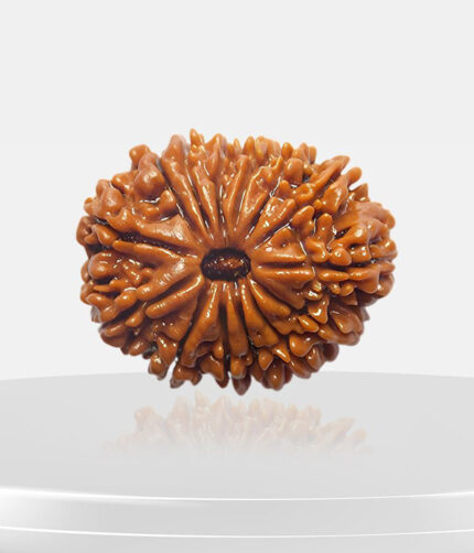 14 Mukhi Rudraksh