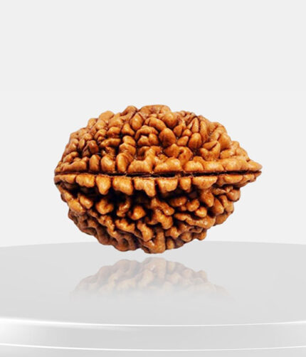 2 Mukhi Rudraksh