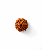 6 Mukhi Rudraksh - Image 2