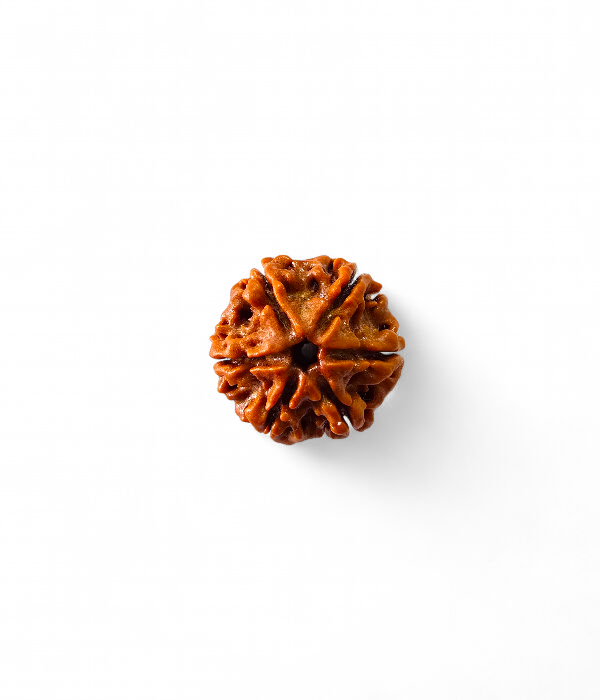 6 Mukhi Rudraksh-Ver-1 6 Mukhi Rudraksh - Image 2