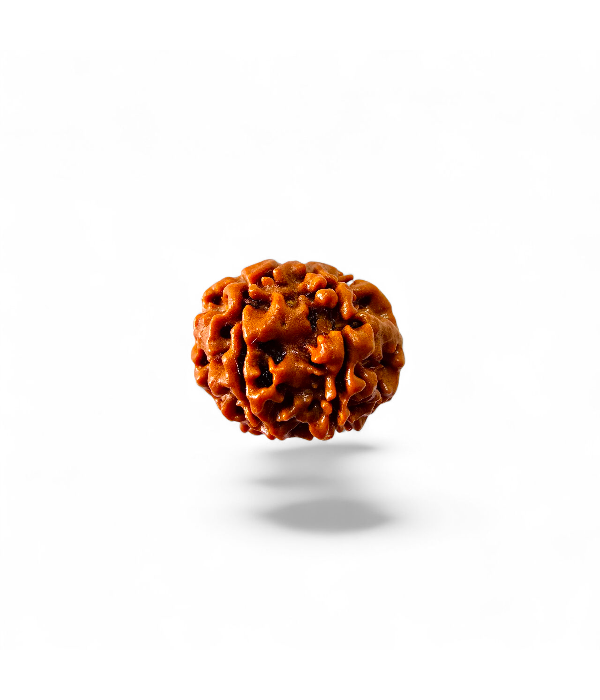6 Mukhi Rudraksh-Ver-2 6 Mukhi Rudraksh - Image 3