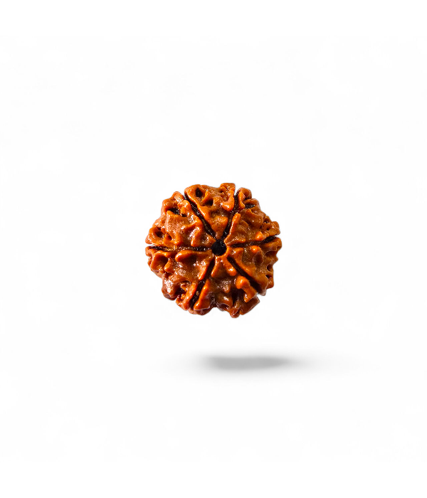 6 Mukhi Rudraksh-Ver-3 6 Mukhi Rudraksh - Image 4
