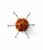 6 Mukhi Rudraksh - Image 5