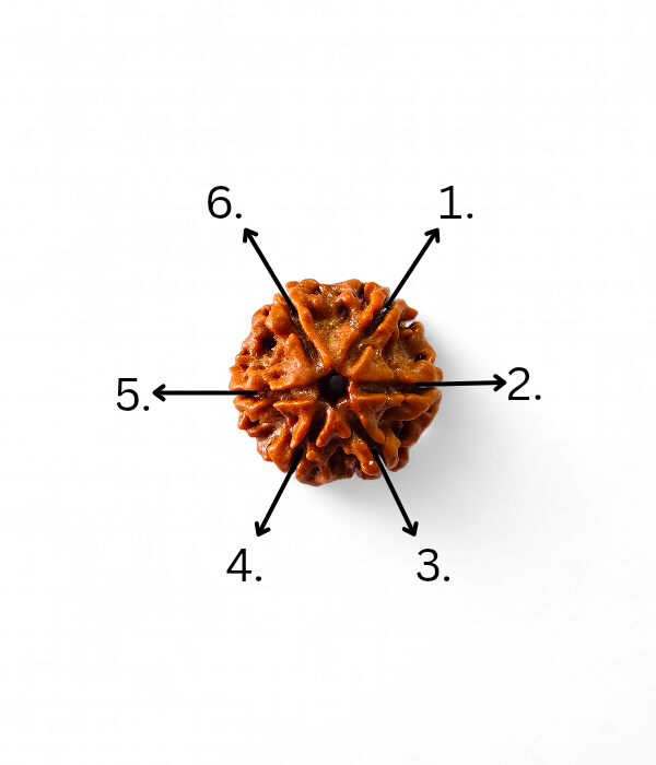 6 Mukhi Rudraksh-Ver-4 6 Mukhi Rudraksh - Image 5