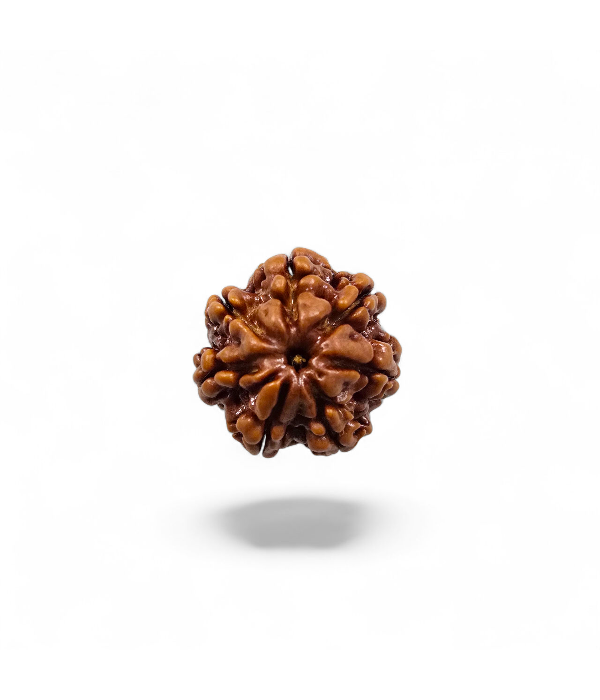 7 Mukhi Rudraksh-Ver-1 7 Mukhi Rudraksh - Image 2