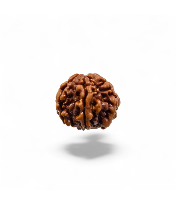 7 Mukhi Rudraksh-Ver-2 7 Mukhi Rudraksh - Image 3