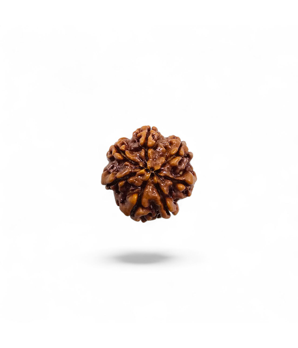 7 Mukhi Rudraksh-Ver-3 7 Mukhi Rudraksh - Image 4