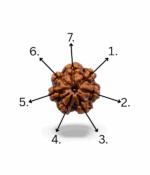 7 Mukhi Rudraksh - Image 5