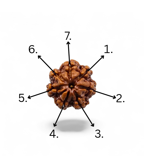 7 Mukhi Rudraksh-Ver-4 7 Mukhi Rudraksh - Image 5