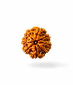 8 Mukhi Rudraksh - Image 2