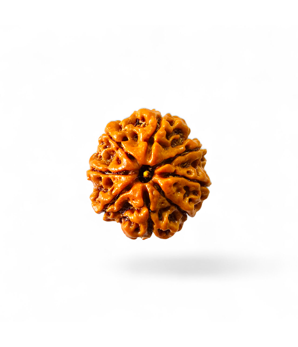 8 Mukhi Rudraksh-ver-1 8 Mukhi Rudraksh - Image 2