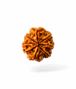 8 Mukhi Rudraksh - Image 3