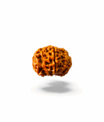 8 Mukhi Rudraksh - Image 4