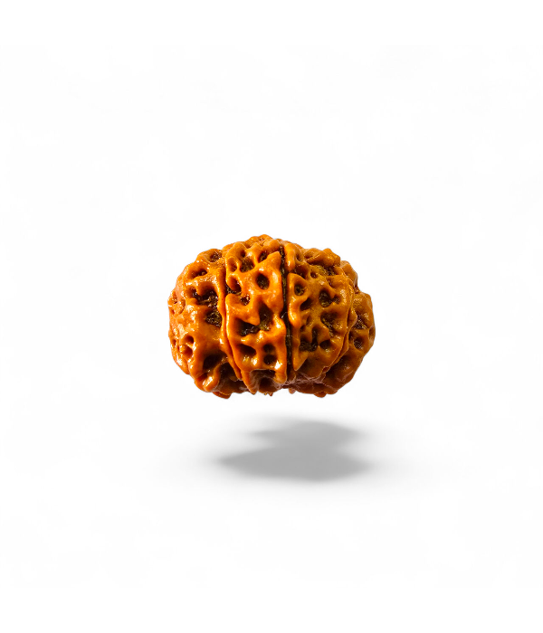8 Mukhi Rudraksh-ver-3 8 Mukhi Rudraksh - Image 4
