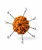 8 Mukhi Rudraksh - Image 5