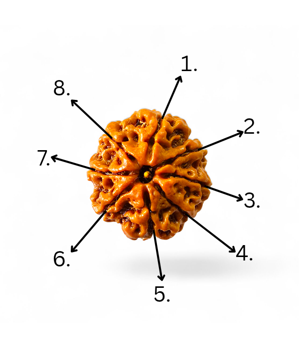 8 Mukhi Rudraksh-ver-4 8 Mukhi Rudraksh - Image 5