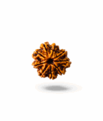 9 Mukhi Rudraksh - Image 2