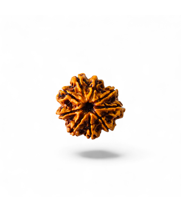 9 Mukhi Rudraksh-Ver-1 9 Mukhi Rudraksh - Image 2