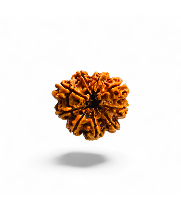 9 Mukhi Rudraksh-Ver-2 9 Mukhi Rudraksh - Image 3