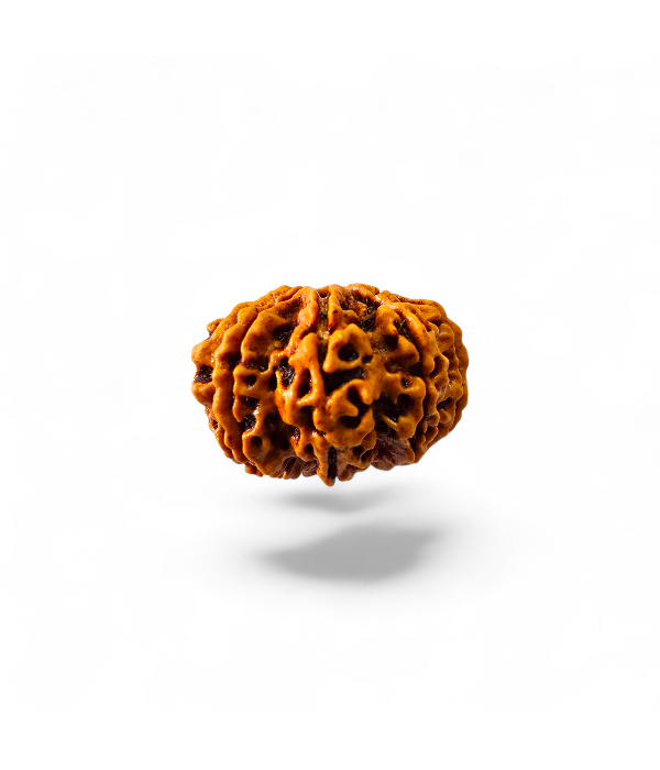 9 Mukhi Rudraksh-Ver-3 9 Mukhi Rudraksh - Image 4