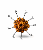 9 Mukhi Rudraksh - Image 5