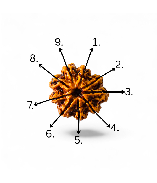 9 Mukhi Rudraksh-Ver-4 9 Mukhi Rudraksh - Image 5
