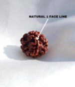 1 Mukhi Round Rudraksh