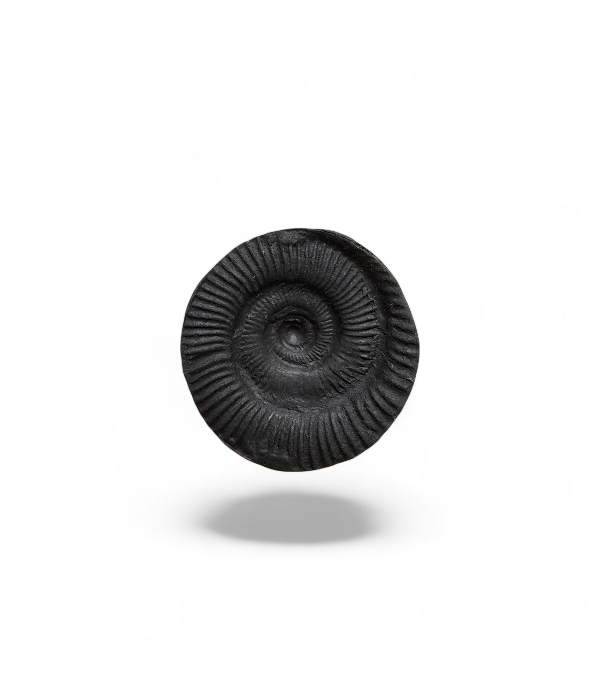 shaligram-2 Shaligram - Image 2